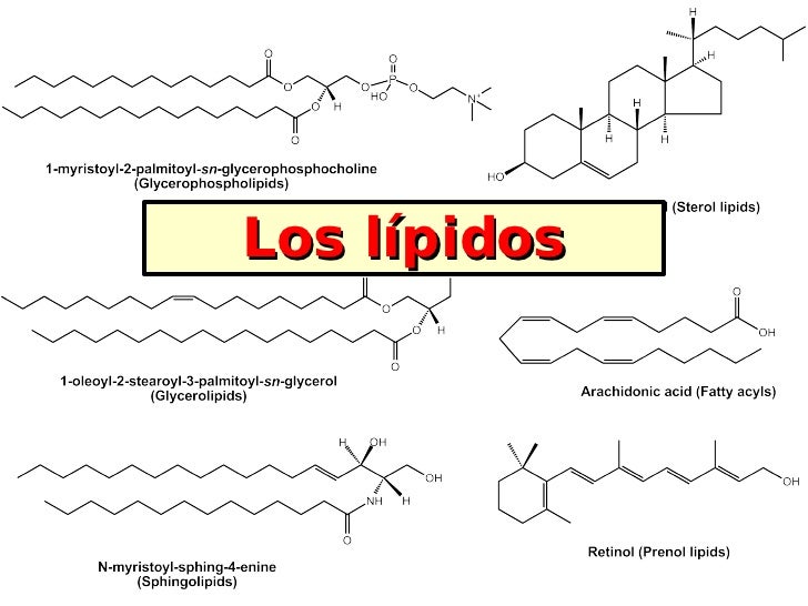 Bio Lipidos