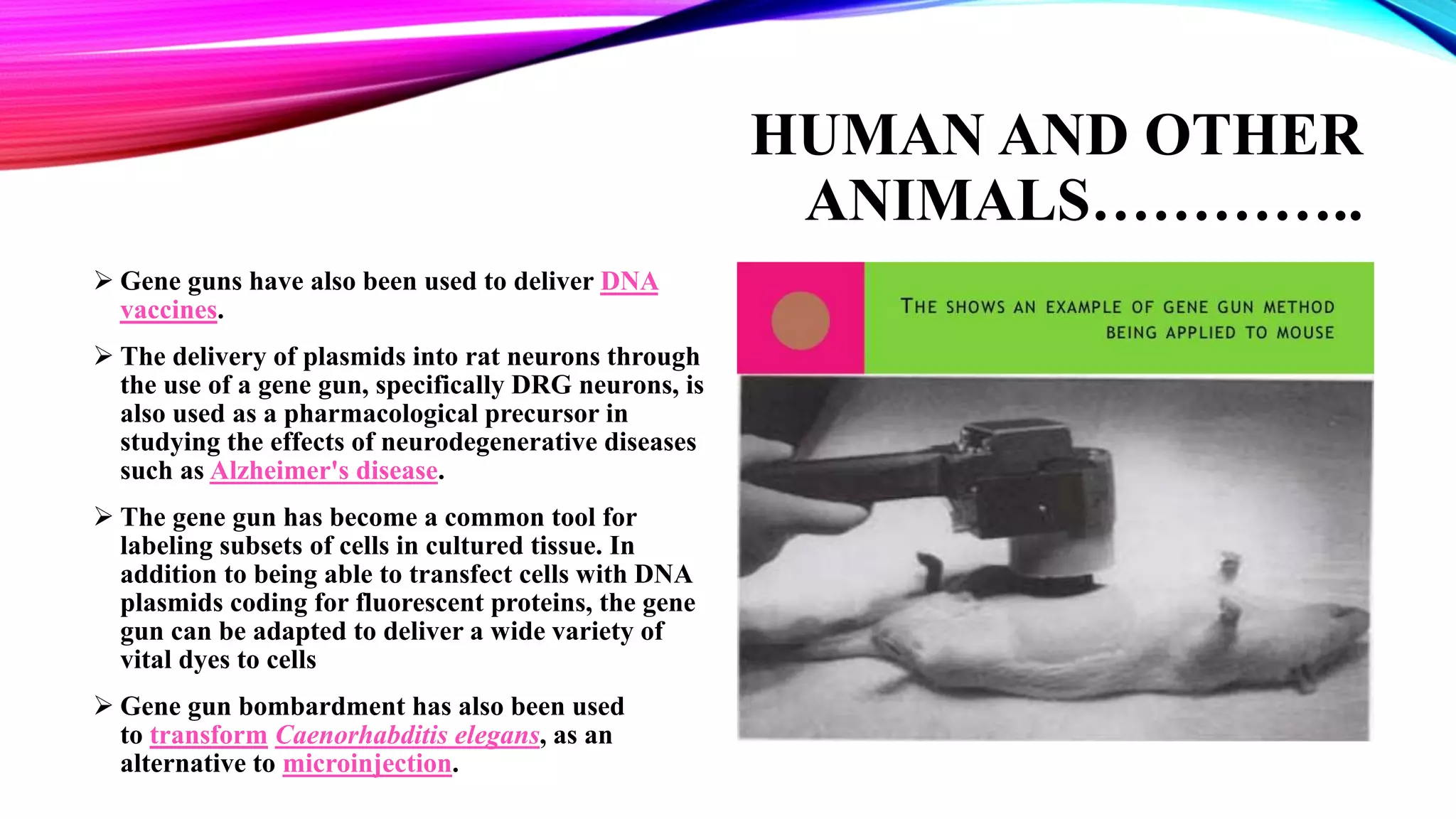HUMAN AND OTHER
ANIMALS…………..
 Gene guns have also been used to deliver DNA
vaccines.
 The delivery of plasmids into rat neurons through
the use of a gene gun, specifically DRG neurons, is
also used as a pharmacological precursor in
studying the effects of neurodegenerative diseases
such as Alzheimer's disease.
 The gene gun has become a common tool for
labeling subsets of cells in cultured tissue. In
addition to being able to transfect cells with DNA
plasmids coding for fluorescent proteins, the gene
gun can be adapted to deliver a wide variety of
vital dyes to cells
 Gene gun bombardment has also been used
to transform Caenorhabditis elegans, as an
alternative to microinjection.
 