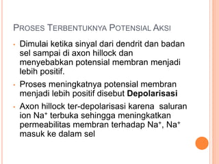 PROSES TERBENTUKNYA POTENSIAL AKSI
• Dimulai ketika sinyal dari dendrit dan badan
sel sampai di axon hillock dan
menyebabkan potensial membran menjadi
lebih positif.
• Proses meningkatnya potensial membran
menjadi lebih positif disebut Depolarisasi
• Axon hillock ter-depolarisasi karena saluran
ion Na+ terbuka sehingga meningkatkan
permeabilitas membran terhadap Na+, Na+
masuk ke dalam sel
 
