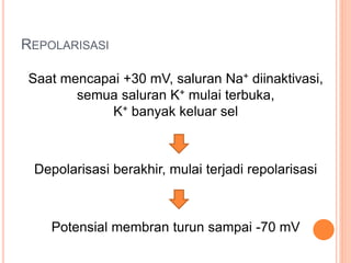 REPOLARISASI
Saat mencapai +30 mV, saluran Na+ diinaktivasi,
semua saluran K+ mulai terbuka,
K+ banyak keluar sel
Depolarisasi berakhir, mulai terjadi repolarisasi
Potensial membran turun sampai -70 mV
 