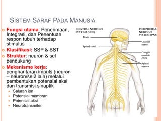 SISTEM SARAF PADA MANUSIA
 Fungsi utama: Penerimaan,
Integrasi, dan Penentuan
respon tubuh terhadap
stimulus
 Klasifikasi: SSP & SST
 Struktur: neuron & sel
pendukung
 Mekanisme kerja:
penghantaran impuls (neuron
– neuron/sel2 lain) melalui
pembentukan potensial aksi
dan transmisi sinaptik
 Saluran ion
 Potensial membran
 Potensial aksi
 Neurotransmiter
CENTRAL NERVOUS
SYSTEM (CNS)
PERIPHERAL
NERVOUS
SYSTEM (PNS)
Brain
Spinal cord
Cranial
nerve
Ganglia
outside
CNS
Spinal
nerves
 