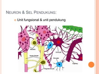 NEURON & SEL PENDUKUNG:
 Unit fungsional & unit pendukung
 