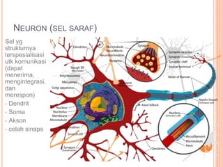 NEURON (SEL SARAF)
Sel yg
strukturnya
terspesialisasi
utk komunikasi
(dapat
menerima,
mengintegrasi,
dan
merespon)
• Dendrit
• Soma
• Akson
• celah sinaps
 