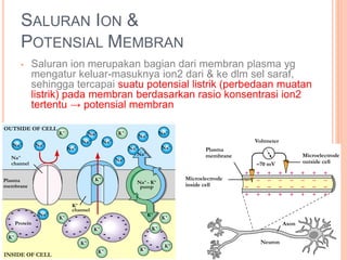 SALURAN ION &
POTENSIAL MEMBRAN
• Saluran ion merupakan bagian dari membran plasma yg
mengatur keluar-masuknya ion2 dari & ke dlm sel saraf,
sehingga tercapai suatu potensial listrik (perbedaan muatan
listrik) pada membran berdasarkan rasio konsentrasi ion2
tertentu → potensial membran
Plasma
membrane
Microelectrode
inside cell
Axon
Neuron
Microelectrode
outside cell
Voltmeter
–70 mV
OUTSIDE OF CELL
Na+
Na+
channel
Na+
Na+
Na+
Na+
K+ K+
Na+
Na+
Na+
Na+
Na+
K+
Plasma
membrane
Protein
Na+
K+
K+
K+
K+
K+ K+
K+
K+
K+
K+
Na+ - K+
pump
Na+
Na+
K+
channel
INSIDE OF CELL
 