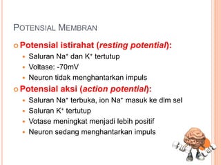 POTENSIAL MEMBRAN
 Potensial istirahat (resting potential):
 Saluran Na+ dan K+ tertutup
 Voltase: -70mV
 Neuron tidak menghantarkan impuls
 Potensial aksi (action potential):
 Saluran Na+ terbuka, ion Na+ masuk ke dlm sel
 Saluran K+ tertutup
 Votase meningkat menjadi lebih positif
 Neuron sedang menghantarkan impuls
 