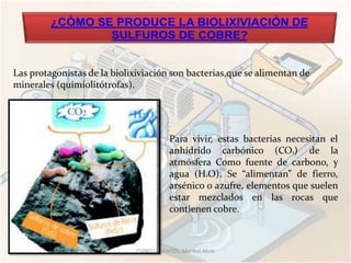 Las protagonistas de la biolixiviación son bacterias,que se alimentan de
minerales (quimiolitótrofas).




                                          Para vivir, estas bacterias necesitan el
                                          anhídrido carbónico (CO2) de la
                                          atmósfera Como fuente de carbono, y
                                          agua (H2O). Se “alimentan” de fierro,
                                          arsénico o azufre, elementos que suelen
                                          estar mezclados en las rocas que
                                          contienen cobre.



                             ESTRELLA SANTOS, Maribel Alicia
 