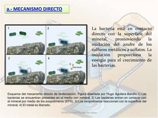 a.- MECANISMO DIRECTO


                                                                La bacteria está en contacto
                                                                directo con la superficie del
                                                                mineral,     promoviendo        la
                                                                oxidación del azufre de los
                                                                sulfuros metálicos a sulfatos. La
                                                                oxidación      proporciona      la
                                                                energía para el crecimiento de
                                                                las bacterias.




Esquema del mecanismo directo de biolixiviación. Figura diseñada por Hugo Aguilera Bandín.1) Las
bacterias se encuentran presentes en el medio con mineral, 2) Las bacterias entran en contacto con
el mineral por medio de los exopolímeros (EPS), 3) Los exopolímeros reaccionan con la superficie del
mineral, 4) El metal es liberado.

                                      ESTRELLA SANTOS, Maribel Alicia
 