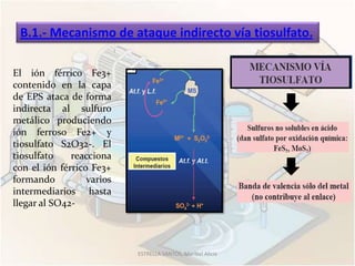 B.1.- Mecanismo de ataque indirecto vía tiosulfato.

El ión férrico Fe3+
contenido en la capa
de EPS ataca de forma
indirecta al sulfuro
metálico produciendo
ión ferroso Fe2+ y
tiosulfato S2O32-. El
tiosulfato    reacciona
con el ión férrico Fe3+
formando          varios
intermediarios hasta
llegar al SO42-




                           ESTRELLA SANTOS, Maribel Alicia
 