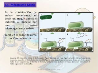 b.3.- Mecanismo Mixto

Es la combinación de
ambos mecanismos; es
decir, un ataque directo e
indirecto al mineral por
uno         o       varios
microorganismos activos.

También es conocido como
lixiviación cooperativa.




    Esquema del mecanismo mixto de biolixiviación. Figura diseñada por Hugo Aguilera Bandín. 1) Las bacterias se
    encuentran presentes en el medio con el mineral, 2) Algunas bacterias participan en contacto directo con el mineral por
    medio de sus exopolímeros, 3) El metal es liberado, 4) Algunas otras bacterias participan de manera indirecta en el
    medio, regenerando los iónes Fe .


                                             ESTRELLA SANTOS, Maribel Alicia
 