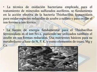 • La técnica de oxidación bacteriana empleada para el
tratamiento de minerales sulfurados auríferos, se fundamenta
en la acción efectiva de la bacteria Thiobacillus ferrooxidans
para oxidar especies reducidas de azufre a sulfato y para oxidar el
ion ferroso a ion férrico.

• La fuente de energía fundamental para el Thiobacillus
ferrooxidans es el ion Fe+2, pudiendo ser utilizados también el
azufre en sus formas reducidas. Usa nutrientes básicos para su
metabolismo a base de N, P, K, y como elementos de trazo, Mg y
Ca.




                         ESTRELLA SANTOS, Maribel Alicia
 