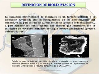 DEFINICION DE BIOLIXIVIACIÓN


La oxidación bacteriológica de minerales es un término aplicado a la
disolución favorecida por microorganismos de los constituyentes del
mineral, ya sea para extraer los valores metálicos (proceso de biolixiviación),
o para remover los constituyentes del mineral que interfieren con la
extracción de los valores metálicos por algún método convencional (proceso
de biooxidación).




      Detalle de una partícula de calcopirita sin atacar y atacada con microorganismos
      termófilos extremos. Panel A ) sin atacar y B) atacada (tomado de Departamento de
      Ingeniería Metalúrgica de la Facultad de Química de la UNAM, 2001).

                                  ESTRELLA SANTOS, Maribel Alicia
 