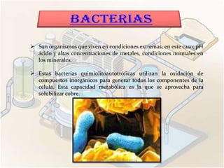  Son organismos que viven en condiciones extremas, en este caso; pH
  ácido y altas concentraciones de metales, condiciones normales en
  los minerales.

 Estas bacterias quimiolitoautotróficas utilizan la oxidación de
  compuestos inorgánicos para generar todos los componentes de la
  célula. Esta capacidad metabólica es la que se aprovecha para
  solubilizar cobre.




                      ESTRELLA SANTOS, Maribel Alicia
 