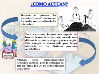 Durante el proceso, las
   bacterias “comen” electrones,
   los cuales son extraídos de los
   minerales.



       Estos electrones forman una especie de
       batería dentro de la bacteria, creando una
       diferencia de potencial que genera energía.
       Esta energía es almacenada para luego
       utilizarla en los distintos procesos
       metabólicos.



Además,      estos     microorganismos
necesitan carbono, pero lo obtienen del
aire en forma de CO2, no de los hidratos
de carbono.
                  ESTRELLA SANTOS, Maribel Alicia
 