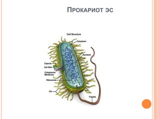 Biol l 1 | PPT
