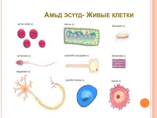 Biol l 1