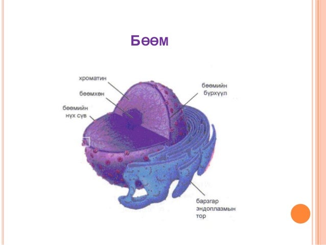 Biol l 1
