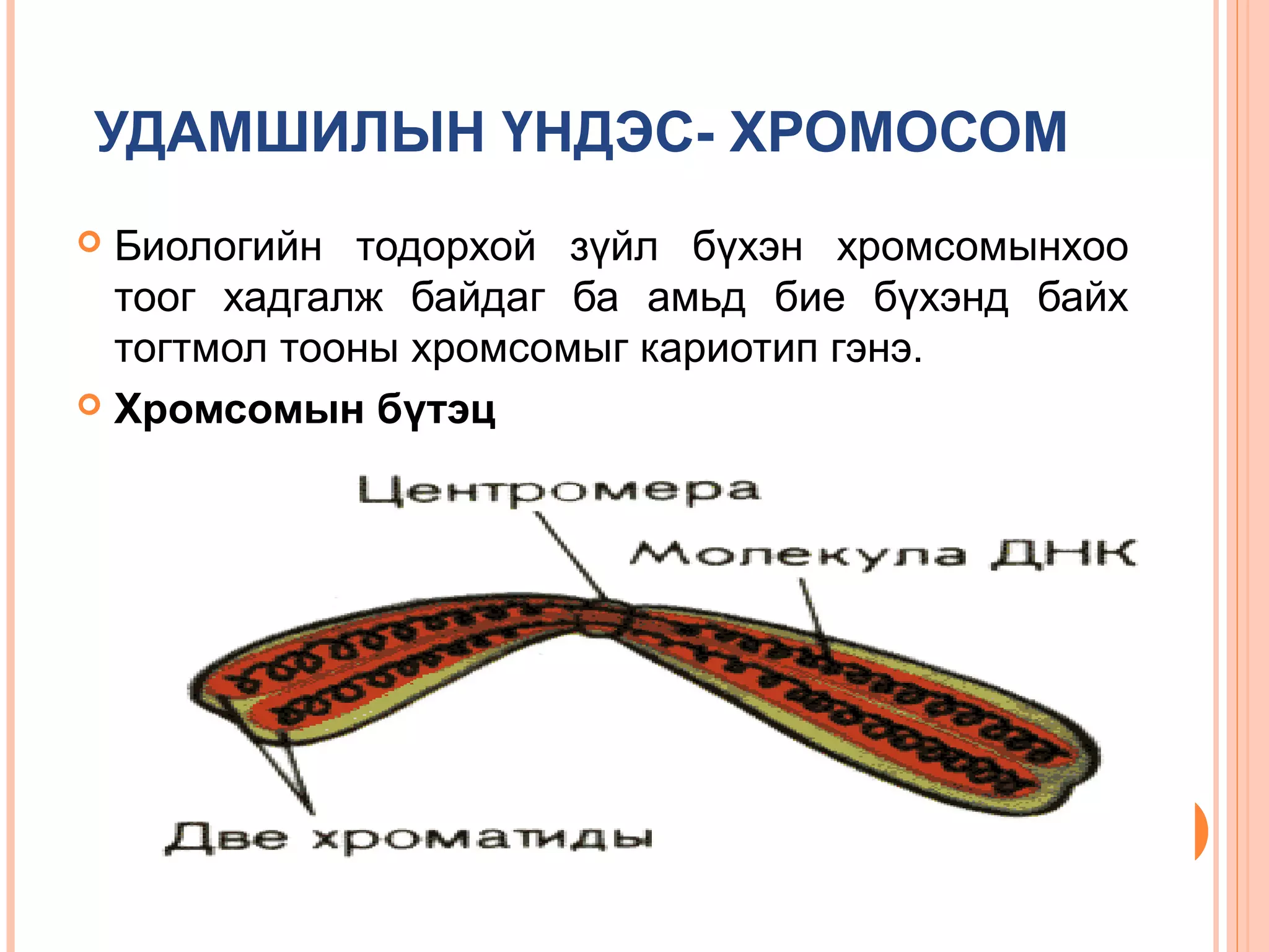 УДАМШИЛЫН ҮНДЭС- ХРОМОСОМ
Биологийн тодорхой зүйл бүхэн хромсомынхоо
тоог хадгалж байдаг ба амьд бие бүхэнд байх
тогтмол тооны хромсомыг кариотип гэнэ.
 Хромсомын бүтэц


 