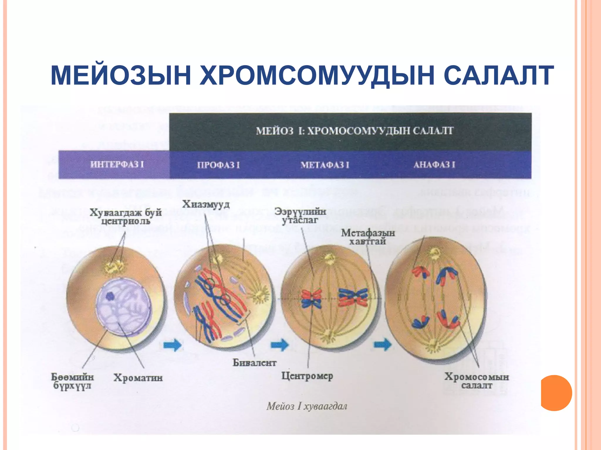 МЕЙОЗЫН ХРОМСОМУУДЫН САЛАЛТ

 