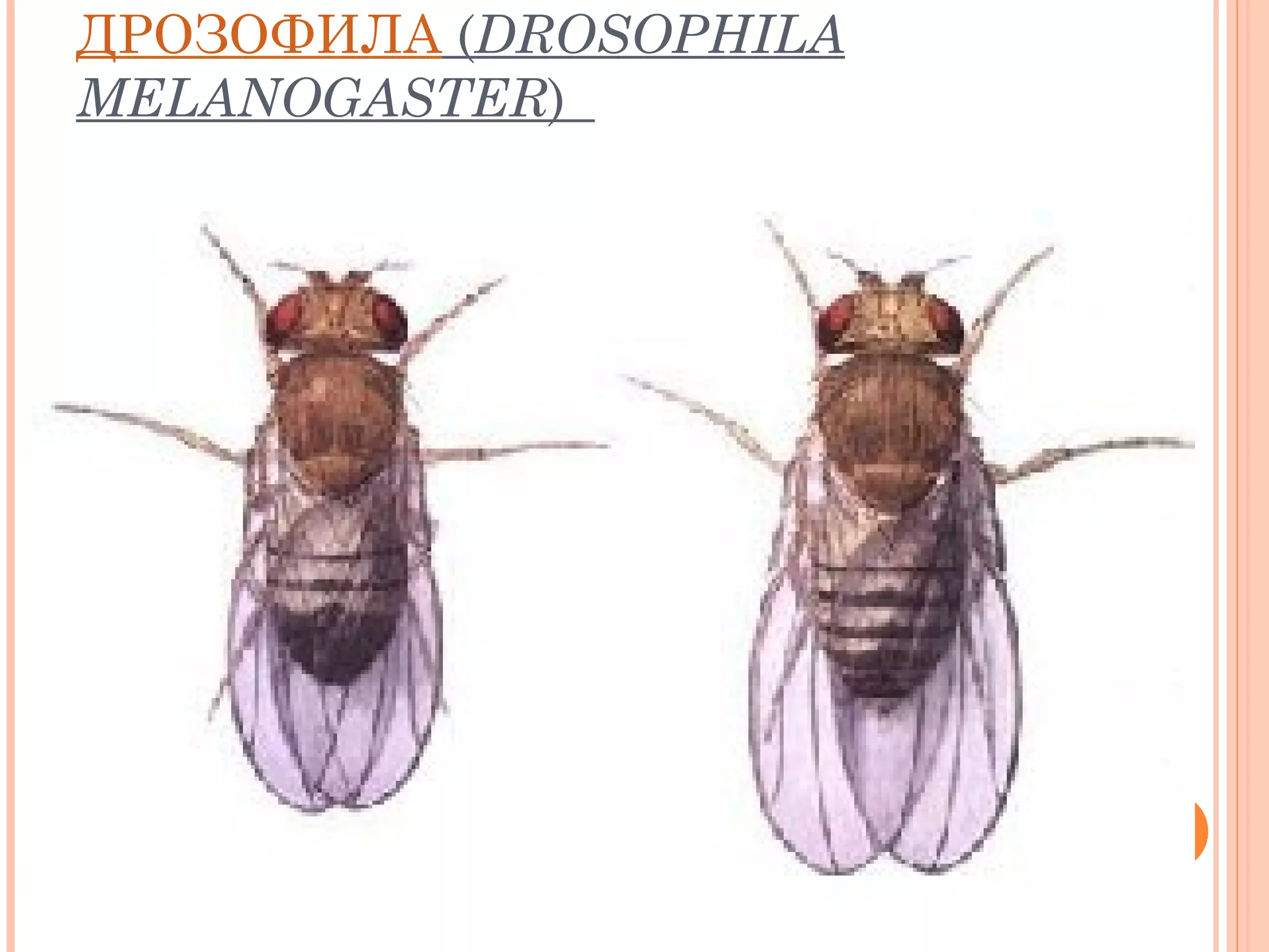 ДРОЗОФИЛА (DROSOPHILA
MELANOGASTER)

 