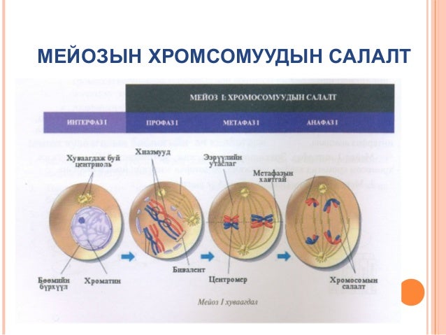 Biol l 5