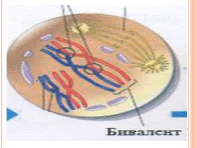 Biol l 5