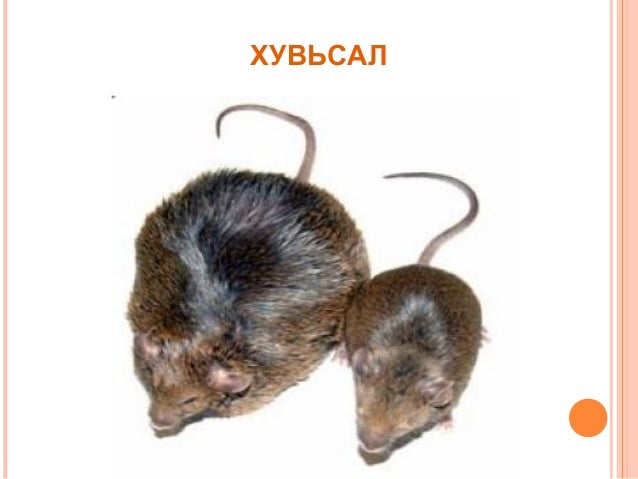Biol l 7