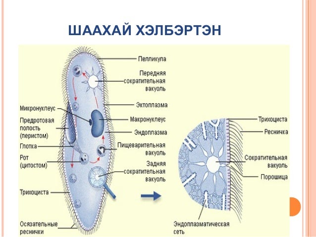 Biol l 8