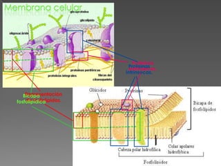 Membrana celular




                            Proteínas
                          Proteínas
                          extrínsecas.
                         intrínsecas.



      Representación
     Bicapa
      de fosfolípidos.
  fosfolipídica
 