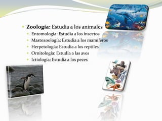 Zoología: Estudia a los animalesEntomología: Estudia a los insectosMastozoología: Estudia a los mamíferosHerpetología: Estudia a los reptilesOrnitología: Estudia a las avesIctiología: Estudia a los peces