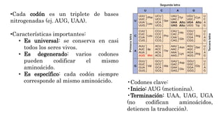 Síntesis de Proteínas y Código Genético: Procesos y Aplicaciones en ...