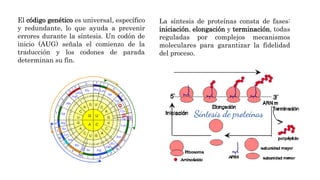 Síntesis de Proteínas y Código Genético: Procesos y Aplicaciones en ...