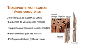 TRANSPORTE NAS PLANTAS
- VASOS CONDUTORES -
CONSTITUIÇÃO DO XILEMA OU LENHO
• Elementos de vaso (células mortas)
• Traqueídos ou tracóides (células mortas)
• Fibras lenhosas (células mortas)
• Parênquima lenhoso (células vivas)
 