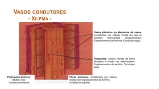VASOS CONDUTORES
- XILEMA -
Traqueídos: células mortas de forma
alongada e afilada nas extremidades.
Espessamentos de lenhina. Conduzem
água
Vasos xilémicos ou elementos de vasos:
constituídos por células mortas em que as
paredes transversais desapareceram.
Espessamentos de lenhina. Conduzem água
Fibras lenhosas: constituídas por células
mortas com espessamentos de lenhina.
Funções de suporte
Parênquima lenhoso:
células vivas.
Funções de reserva
 
