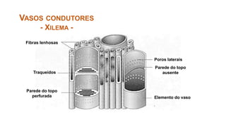 VASOS CONDUTORES
- XILEMA -
Fibras lenhosas
Traqueídos
Parede do topo
perfurada
Poros laterais
Parede do topo
ausente
Elemento do vaso
 