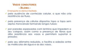 O transporte no xilema é facilitado:
VASOS CONDUTORES
- XILEMA -
 