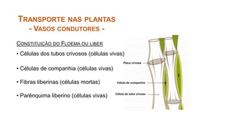 Placa crivosa
Célula de companhia
Célula do tubo crivoso
TRANSPORTE NAS PLANTAS
- VASOS CONDUTORES -
CONSTITUIÇÃO DO FLOEMA OU LIBER
• Células dos tubos crivosos (células vivas)
• Células de companhia (células vivas)
• Fibras liberinas (células mortas)
• Parênquima liberino (células vivas)
 
