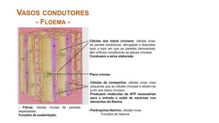 VASOS CONDUTORES
- FLOEMA -
Células dos tubos crivosos: células vivas
de parede celulósicas, alongadas e dispostas
topo a topo em que as paredes transversais
têm orifícios constituindo as placas crivosas.
Conduzem a seiva elaborada
Placa crivosa
Células de companhia: células vivas mais
pequenas que as células crivosas e situam-se
junto aos tubos crivosos.
Produzem moléculas de ATP necessárias
para a entrada e saída de sacarose nos
elementos do floema.
- Fibras: células mortas de paredes
espessadas.
Funções de sustentação.
- Parênquima liberino: células vivas.
Funções de reserva
 