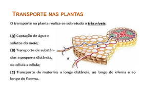 TRANSPORTE NAS PLANTAS
 