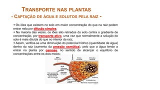 TRANSPORTE NAS PLANTAS
- CAPTAÇÃO DE ÁGUA E SOLUTOS PELA RAIZ -
 Os iões que existem no solo em maior concentração do que na raiz podem
entrar nela por difusão simples;
 Na maioria das vezes, os iões são retirados do solo contra o gradiente de
concentração, por transporte ativo, uma vez que normalmente a solução do
solo é mais diluída do que no interior da raiz;
 Assim, verifica-se uma diminuição do potencial hídrico (quantidade de água)
dentro da raiz (aumento da pressão osmótica), pelo que a água tende a
entrar na planta por osmose, no sentido de alcançar o equilíbrio de
concentrações entre os dois meios;
 