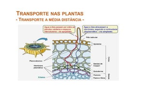 TRANSPORTE NAS PLANTAS
- TRANSPORTE A MÉDIA DISTÂNCIA -
 
