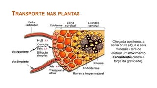 Chegada ao xilema, a
seiva bruta (água e sais
minerais), terá de
efetuar um movimento
ascendente (contra a
força da gravidade).
TRANSPORTE NAS PLANTAS
Via Apoplasto
Via Simplasto
 
