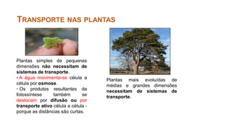 Plantas simples de pequenas
dimensões não necessitam de
sistemas de transporte.
• A água movimenta-se célula a
célula por osmose.
• Os produtos resultantes da
fotossíntese também se
deslocam por difusão ou por
transporte ativo célula a célula -
porque as distâncias são curtas.
Plantas mais evoluídas de
médias e grandes dimensões
necessitam de sistemas de
transporte.
TRANSPORTE NAS PLANTAS
 