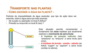 Partindo da impossibilidade da água ascender, que tipo de ação deve ser
exercida, sobre a água para que esta ascenda:
- De sucção ou aspiração no local A (folha)?
- Pressão ou empurrão no local B (raiz) ?
Esta situação permite compreender o
fundamento das duas hipótese que atualmente
explicam o movimento da seiva bruta:
- A hipótese da pressão radicular (raiz
“pressiona” ou “empurra” a seiva bruta para
cima).
- A hipótese da tensão - coesão - adesão (as
folhas “sugam” ou “aspiram” a seiva bruta
contida no xilema).
TRANSPORTE NAS PLANTAS
- COMO ASCENDE A ÁGUA NA PLANTA? -
 