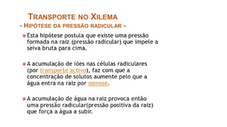 TRANSPORTE NO XILEMA
- HIPÓTESE DA PRESSÃO RADICULAR -
 