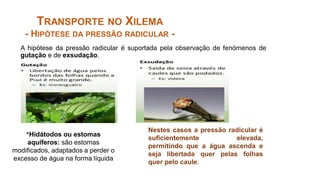 Nestes casos a pressão radicular é
suficientemente elevada,
permitindo que a água ascenda e
seja libertada quer pelas folhas
quer pelo caule.
TRANSPORTE NO XILEMA
- HIPÓTESE DA PRESSÃO RADICULAR -
A hipótese da pressão radicular é suportada pela observação de fenómenos de
gutação e de exsudação.
*Hidátodos ou estomas
aquíferos: são estomas
modificados, adaptados a perder o
excesso de água na forma líquida
 