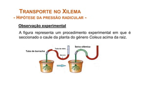 TRANSPORTE NO XILEMA
- HIPÓTESE DA PRESSÃO RADICULAR -
Observação experimental
A figura representa um procedimento experimental em que é
seccionado o caule da planta do género Coleus acima da raiz.
Tubo de borracha
Mercúrio
Tubo de vidro
Seiva xilémica
 