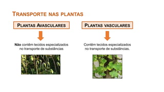 Contêm tecidos especializados
no transporte de substâncias.
TRANSPORTE NAS PLANTAS
Não contêm tecidos especializados
no transporte de substâncias
PLANTAS AVASCULARES PLANTAS VASCULARES
 