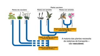 A maioria das plantas necessita
de sistemas de transporte –
são vasculares.
 
