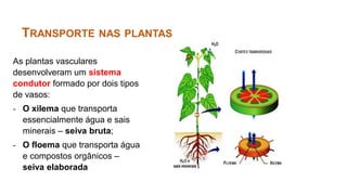 As plantas vasculares
desenvolveram um sistema
condutor formado por dois tipos
de vasos:
- O xilema que transporta
essencialmente água e sais
minerais – seiva bruta;
- O floema que transporta água
e compostos orgânicos –
seiva elaborada
TRANSPORTE NAS PLANTAS
 