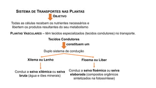 SISTEMA DE TRANSPORTES NAS PLANTAS
OBJETIVO
Todas as células recebam os nutrientes necessários e
libertem os produtos resultantes do seu metabolismo
PLANTAS VASCULARES – têm tecidos especializados (tecidos condutores) no transporte.
Tecidos Condutores
constituem um
Duplo sistema de condução
Xilema ou Lenho
Conduz a seiva xilémica ou seiva
bruta (água e iões minerais)
Floema ou Liber
Conduz a seiva floémica ou seiva
elaborada (compostos orgânicos
sintetizados na fotossíntese)
 